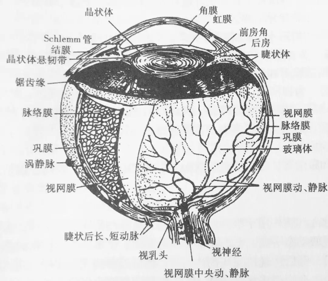前房角-眼科临床解剖学-医学