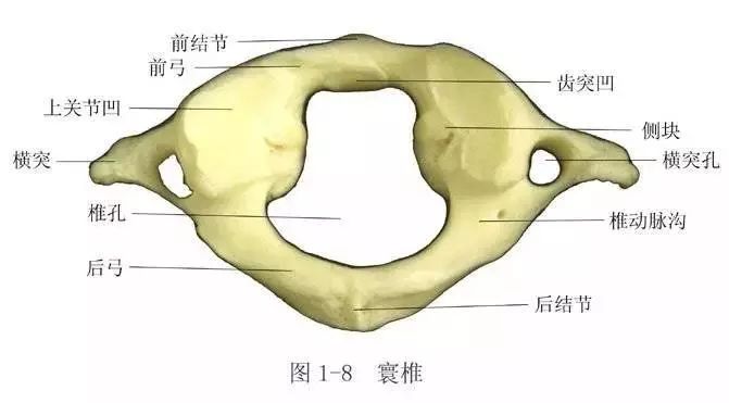 寰枢椎均属于非典型椎骨.